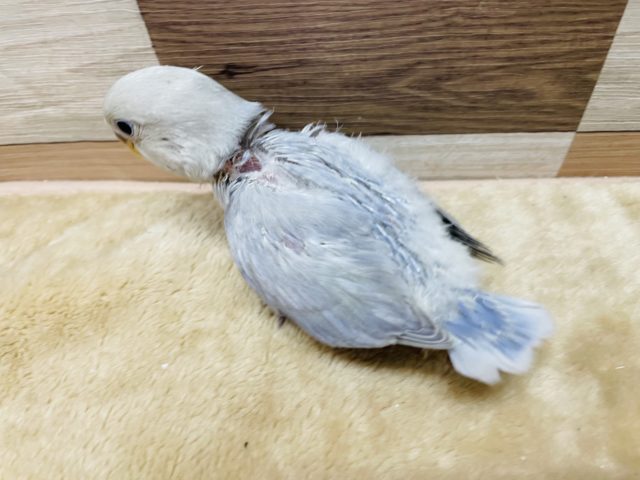 淡い色の可愛いヒナさん!コザクラインコのバイオレットオパーリンカラー! コザクラインコ(小桜インコ)