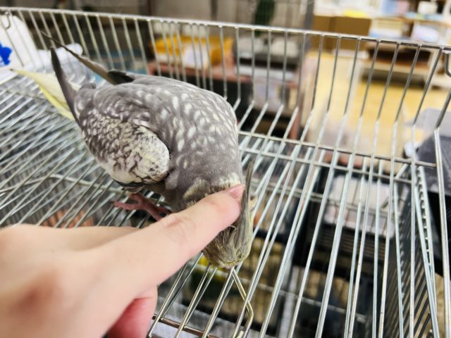 オカメインコ
