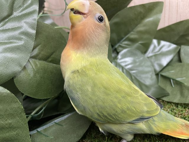 コザクラインコ（小桜インコ）