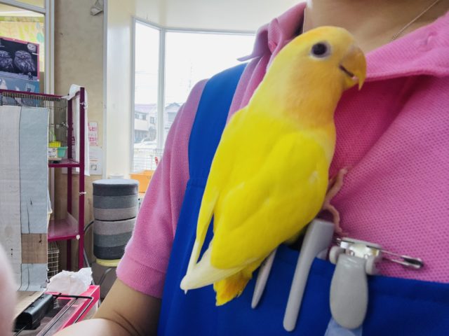 コザクラインコ（小桜インコ）