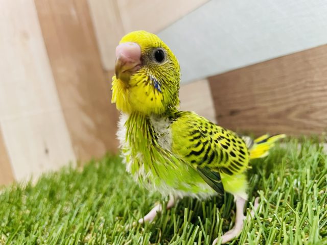 セキセイインコ