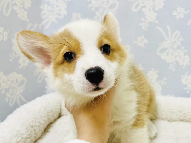 ウェルシュコーギー・ペンブローグ