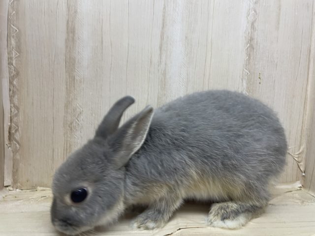 ネザーランドドワーフ