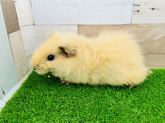 テディモルモット