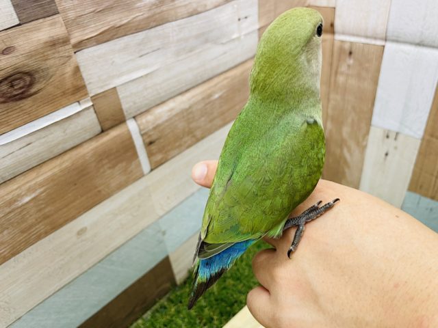 コザクラインコ（小桜インコ）