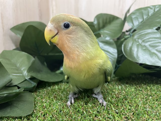 コザクラインコ（小桜インコ）