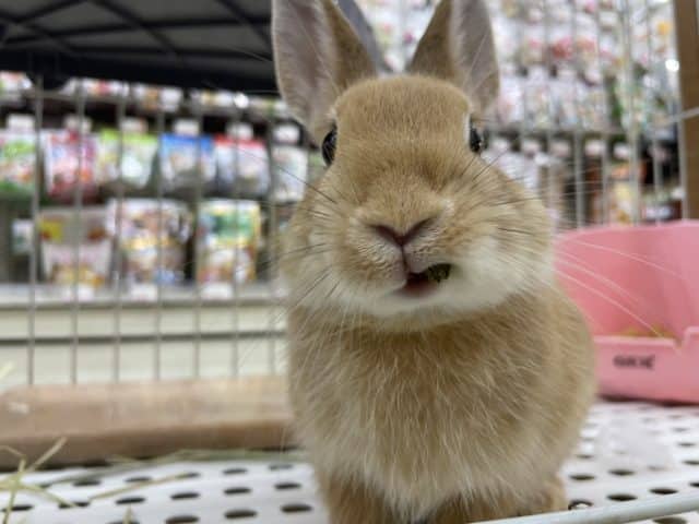 ネザーランドドワーフ