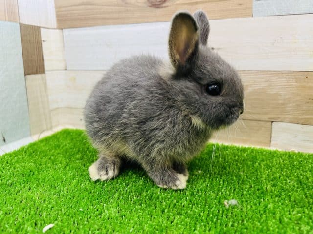 ちまっとしたミニウサギ♪ ミニウサギ