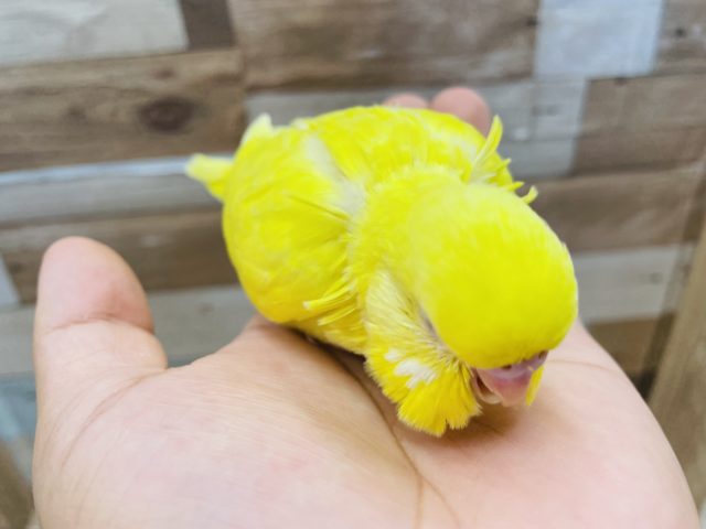 ジャンボセキセイインコ