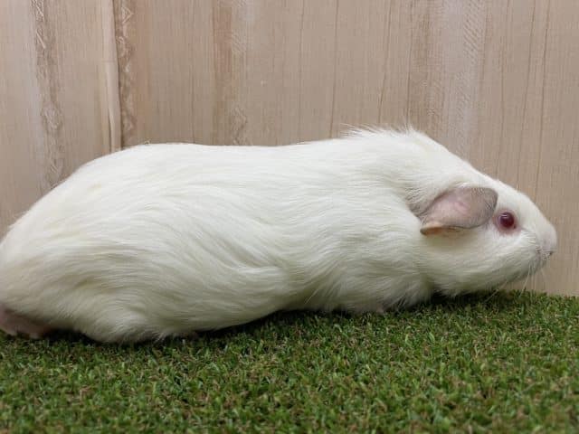 イングリッシュモルモット