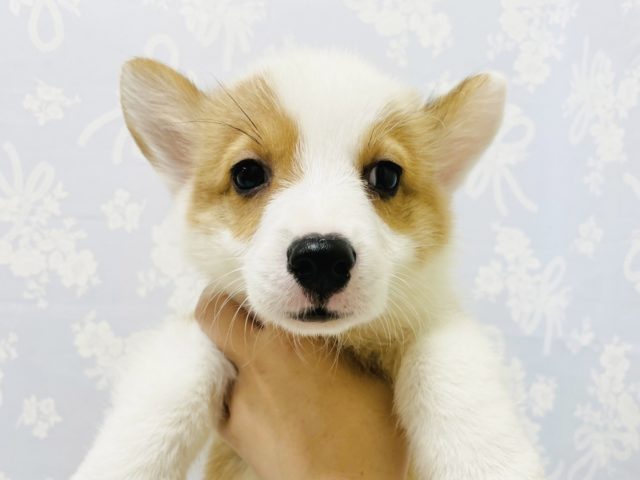 ウェルシュコーギー・ペンブローグ