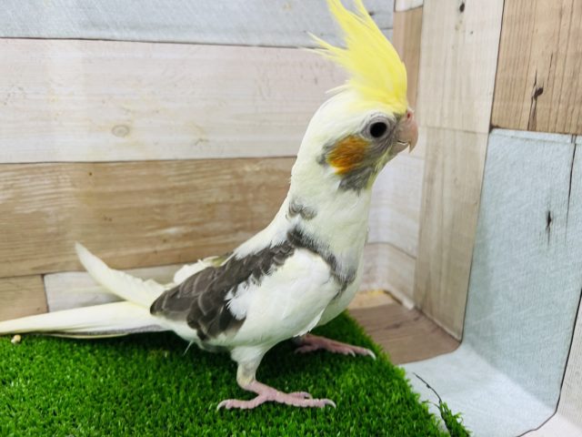 オカメインコ