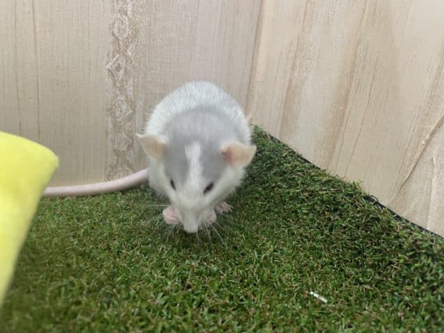 ファンシーラット