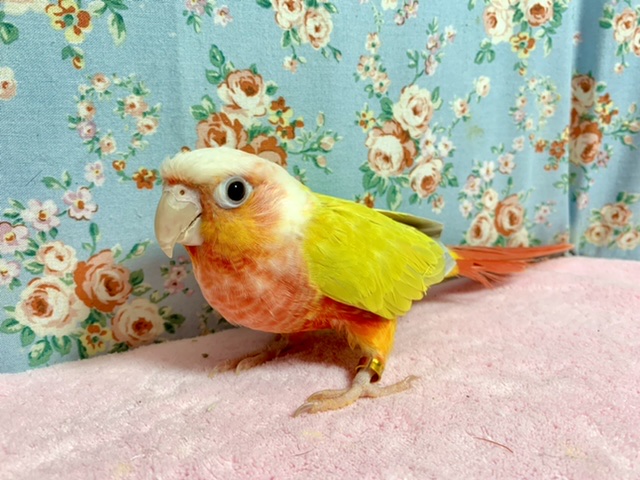 ホオミドリウロコインコ