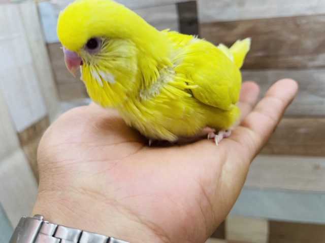 ジャンボセキセイインコ