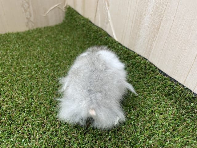 ゴールデンハムスター