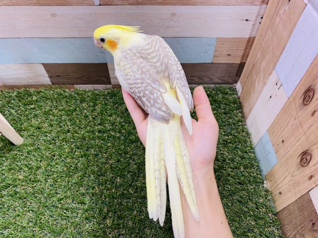 オカメインコ