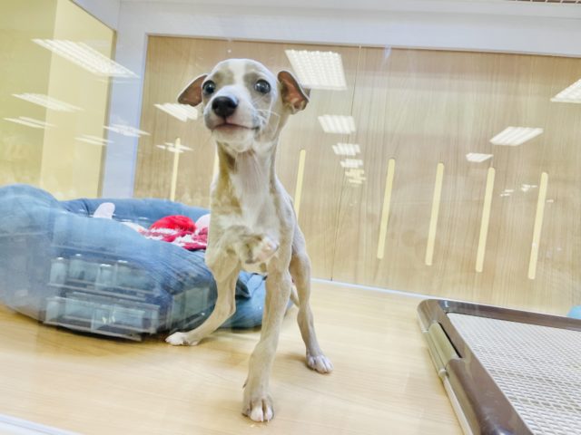 イタリアングレーハウンド