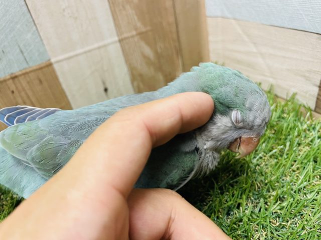 オキナインコ