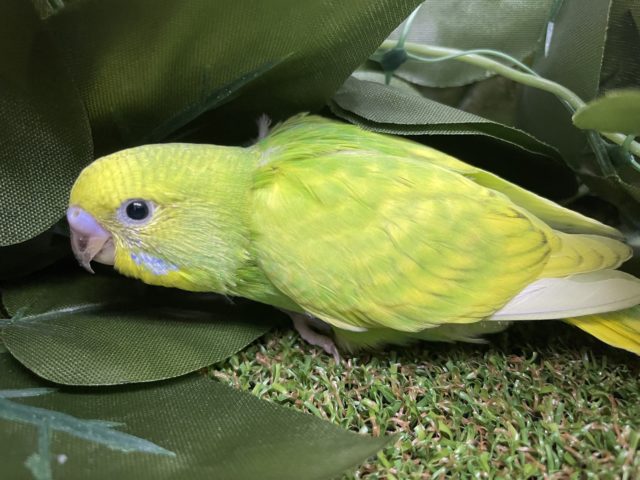 セキセイインコ