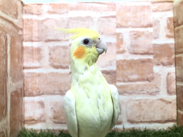 オカメインコ