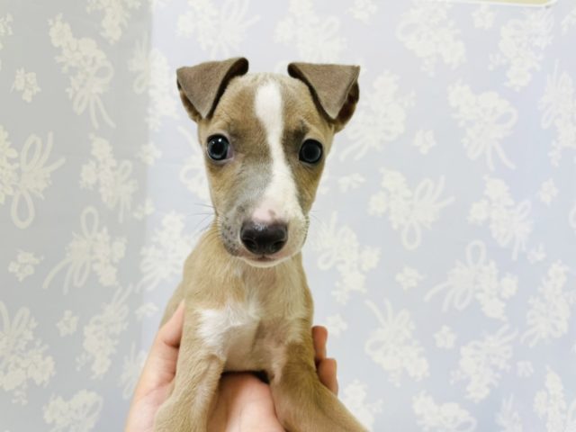 イタリアングレーハウンド