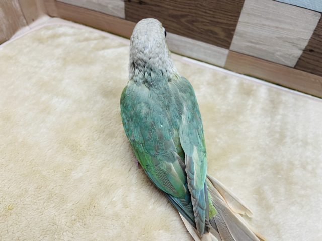 ホオミドリウロコインコ