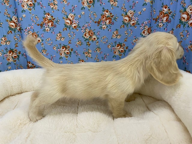 ミニチュアダックス