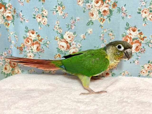 ワキコガネウロコインコ