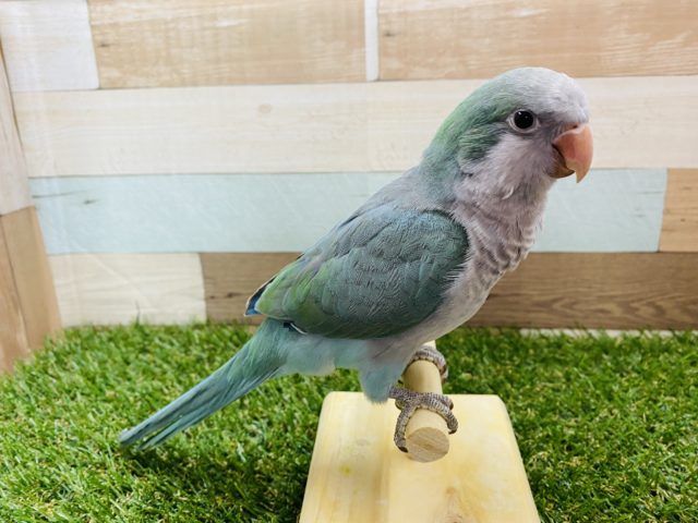 オキナインコ