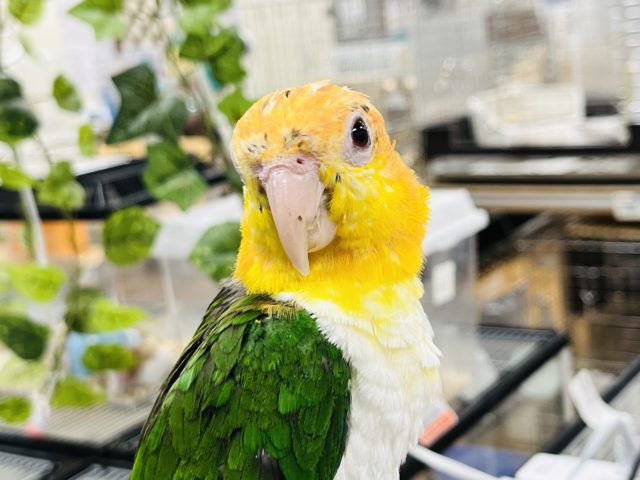 シロハラインコ