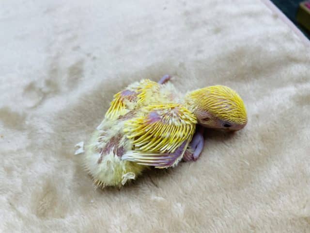 コザクラインコ（小桜インコ）