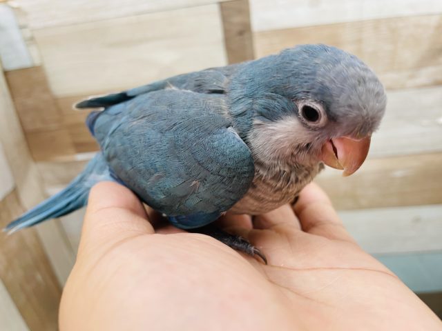 オキナインコ