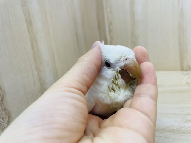 オキナインコ