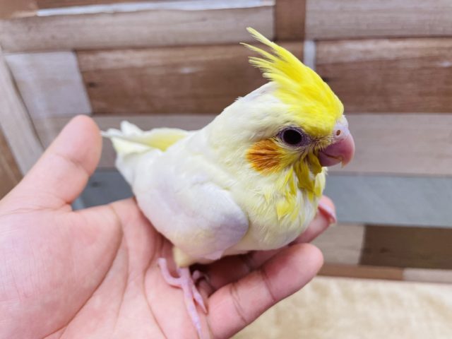 オカメインコ