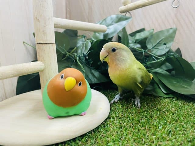 コザクラインコ（小桜インコ）