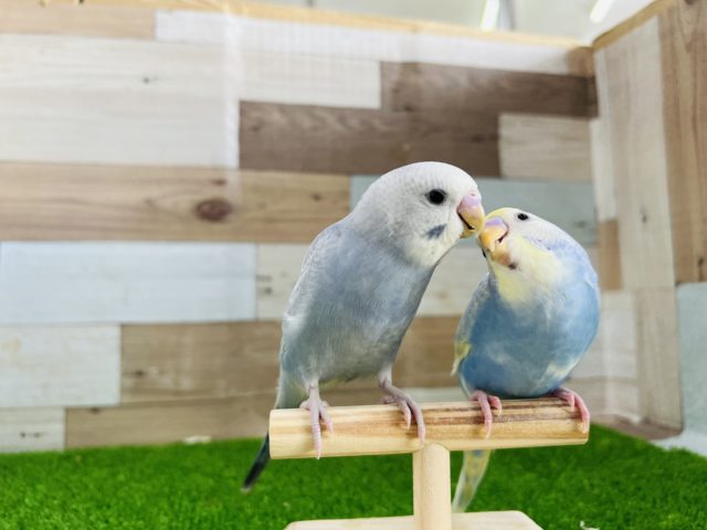レアカラーのライラック!手乗りセキセイインコ セキセイインコ