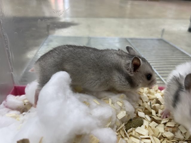 ゴールデンハムスター