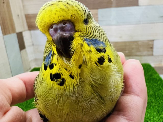 ジャンボセキセイインコ