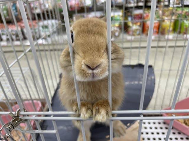 ネザーランドドワーフ