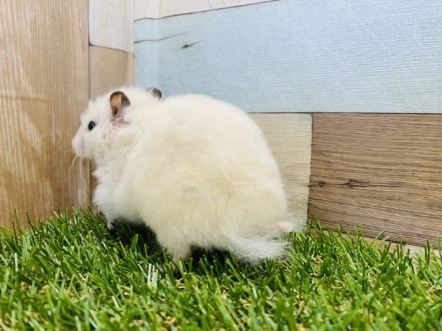 ゴールデンハムスター