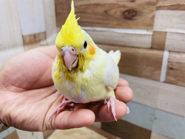 オカメインコ