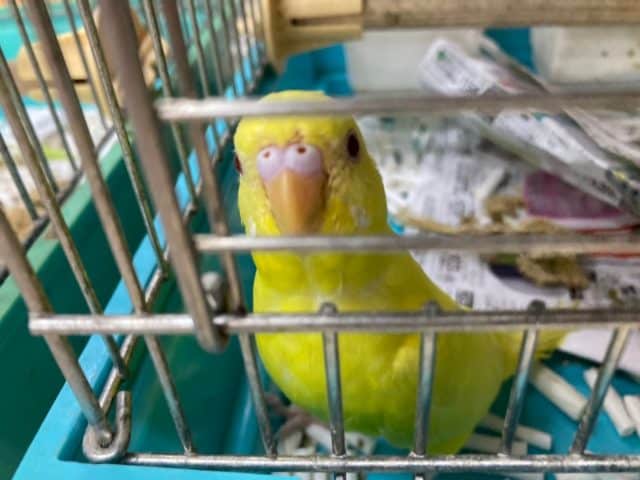 セキセイインコ