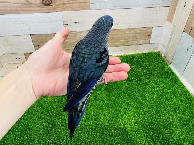 サザナミインコ