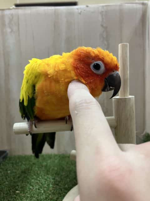 コガネメキシコインコ