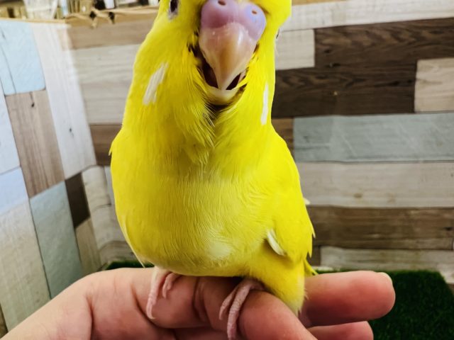 でかでかジャンボセキセイインコ!ルチノー ジャンボセキセイインコ