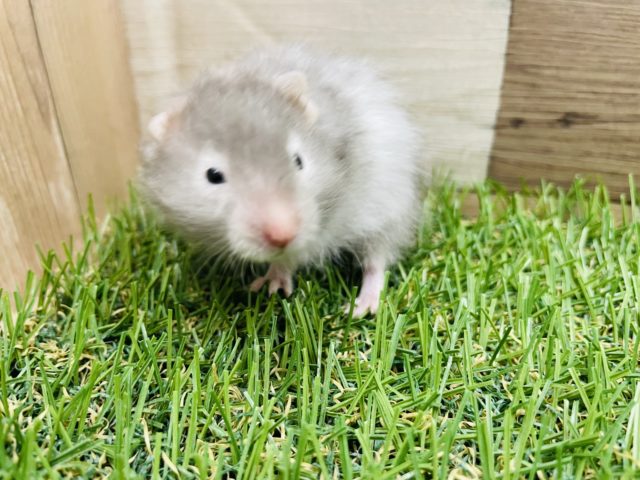 ゴールデンハムスター