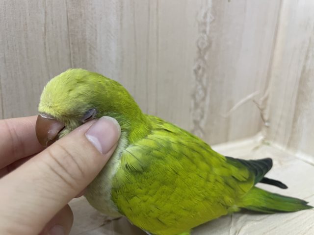 オキナインコ