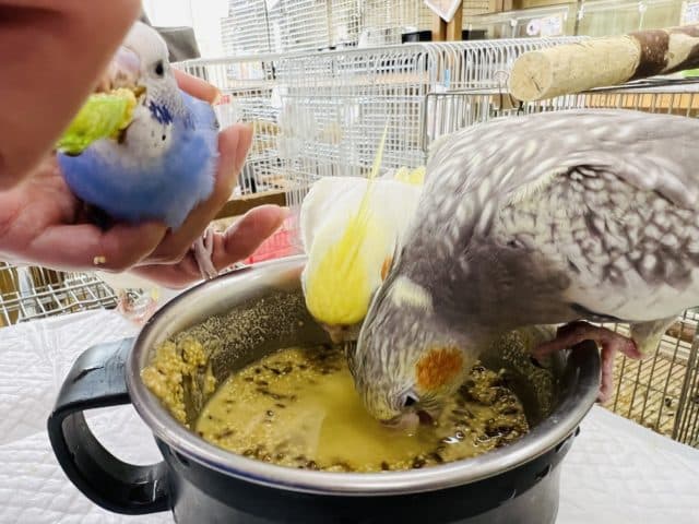 オカメインコ