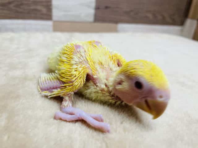 コザクラインコ（小桜インコ）